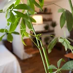 Apartment Rose St Germain Des Pres Paris
